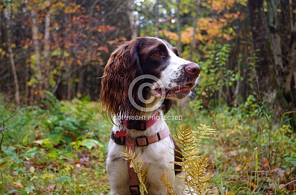 french spaniel