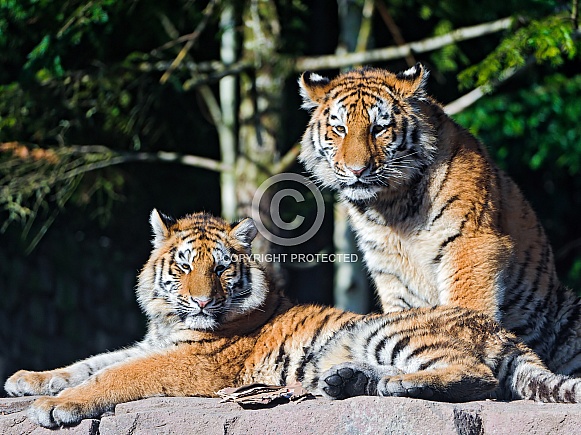 Pair of Amur Tigers