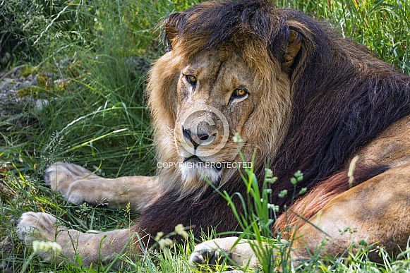 Lion resting