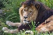 Lion resting