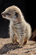 Yellow Mongoose Baby