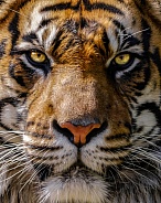 Sumatran Tiger--Ready for my Closeup