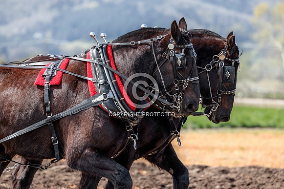 Draft Horse