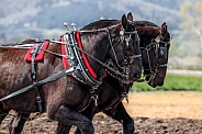 Draft Horse