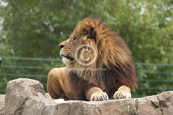 African lion