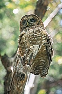 Northern Spotted Owl (Strix occidentalis caurina)