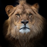 African lion