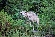 Tundra Wolf Howling