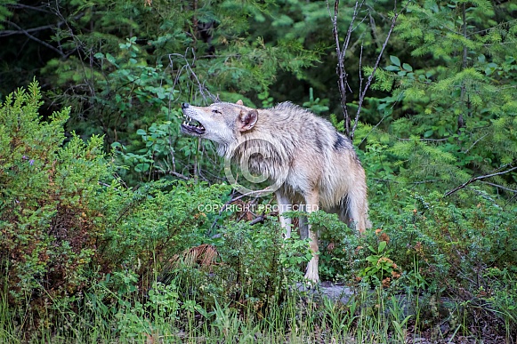 Tundra Wolf Howling