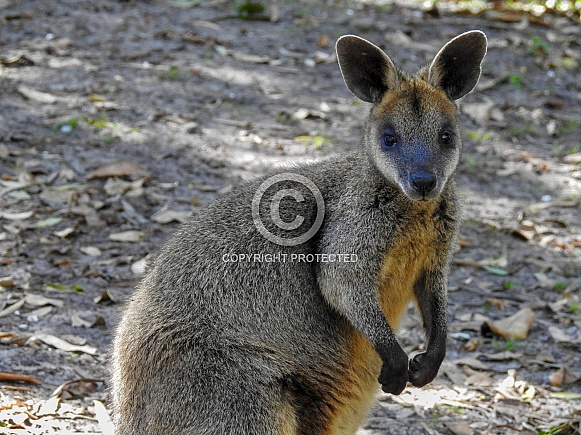 Swamp Wallaby Swamp Wallaby
