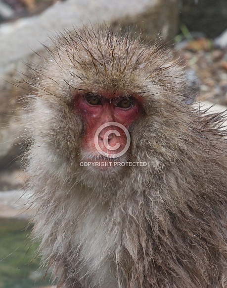 Snow monkey (Japanese Macaque)