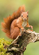 Red Squirrel