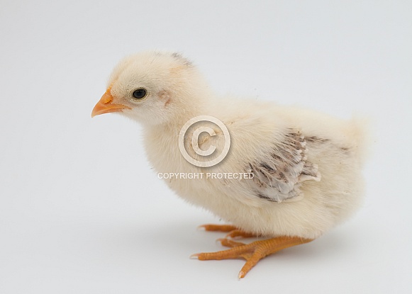 Gallus gallus, domestic chicken