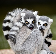 Ring-tailed lemurs snuggling together and looking at the camera