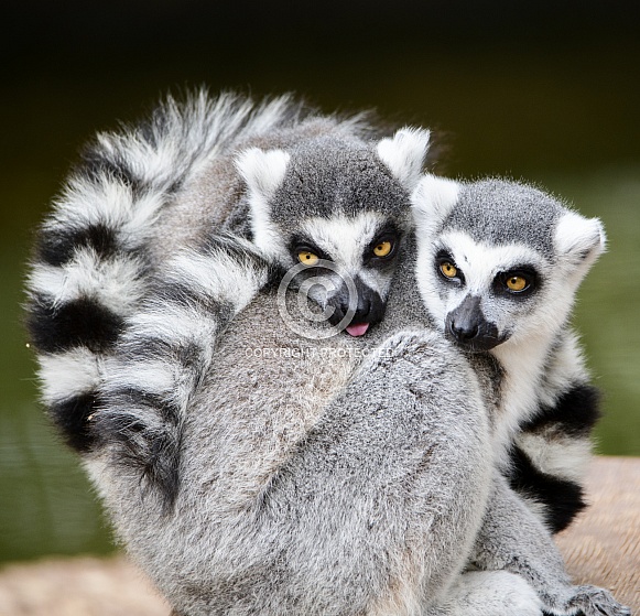 Ring-tailed lemurs snuggling together and looking at the camera Ring-tailed lemurs snuggling together and looking at the camera
