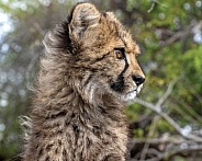 Cheetah - 5 Months Old