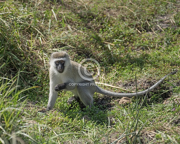 Black faced money looking at the camera