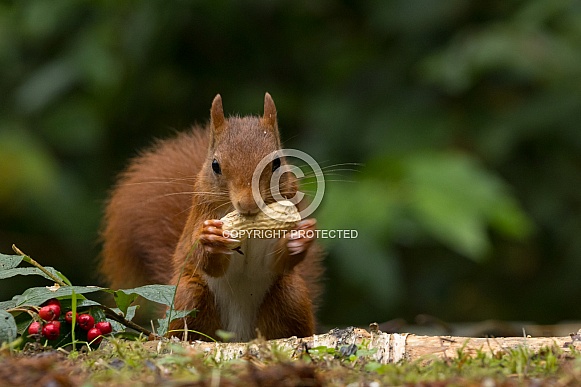 Red Squirrel