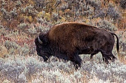 Bison on the Sagebrush Flats