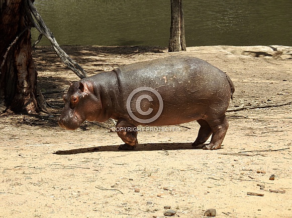 Hippopotamus