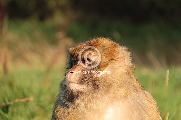 Barbary Macaque Barbary Macaque