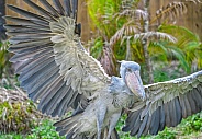 shoebill (Balaeniceps rex) also known as whalehead, whale-headed stork, or shoe-billed stork