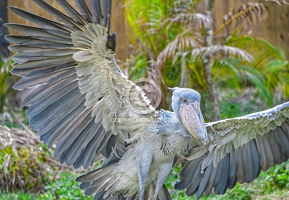 shoebill (Balaeniceps rex) also known as whalehead, whale-headed stork, or shoe-billed stork shoebill (Balaeniceps rex) also known as whalehead, whale-headed stork, or shoe-billed stork