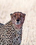 Cheetah