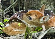 White tailed Deer