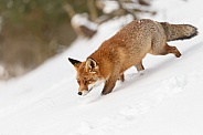 Red fox in wintertime.