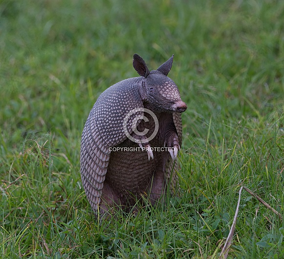 Wild nine-banded armadillo (Dasypus novemcinctus), or the nine-banded, long-nosed armadillo