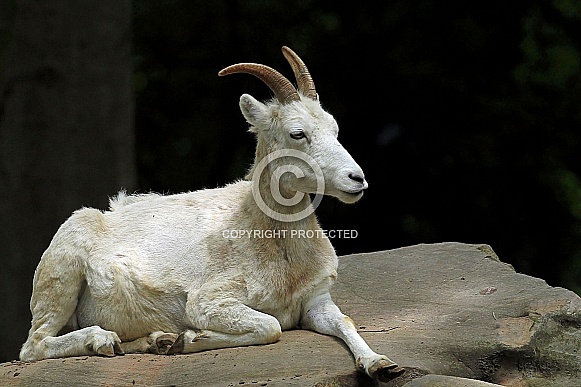 Dall's Sheep