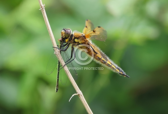 Four spotted Chaser Four spotted Chaser