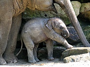 Asian Baby Elephant