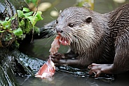 Asian small-clawed otter (Aonyx cinereus)