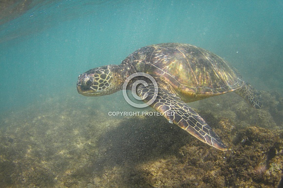 Hawaiian Green Sea Turtle Hawaiian Green Sea Turtle
