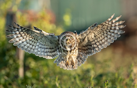 Little Owl