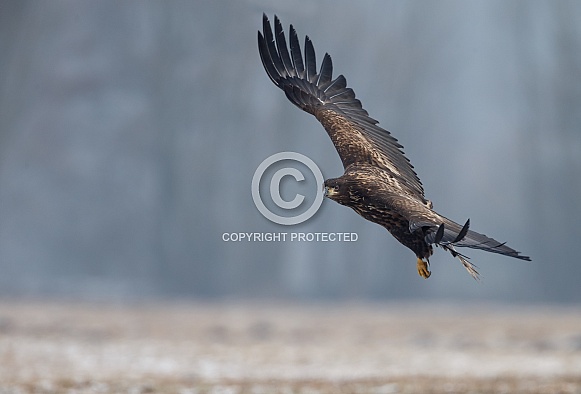 White tailed eagle or European Eagle