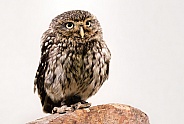 Little Owl Full Body On White Background