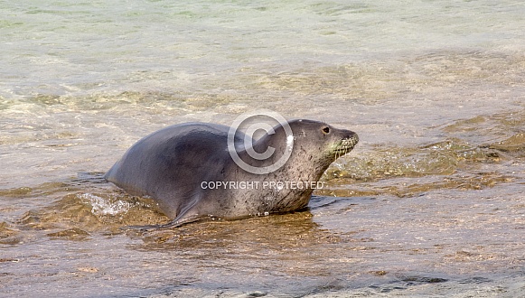 Hawaiian Monk Seal