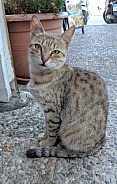Skiathos Cat