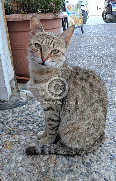 Skiathos Cat Skiathos Cat