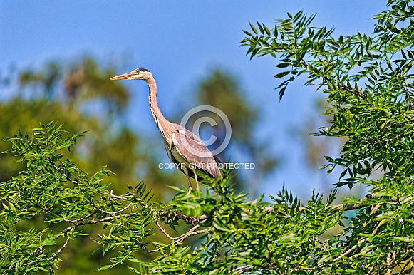 Heron Heron