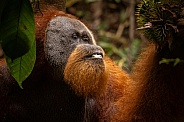 Sumatran orangutan in the jungle.