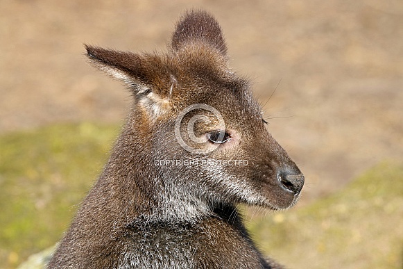 Bennett's wallaby (Macropus rufogriseus)