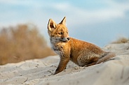 Red Fox cub in nature