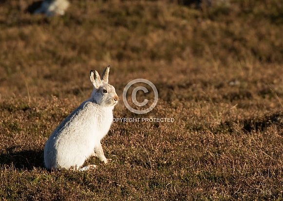 Mountain Hare