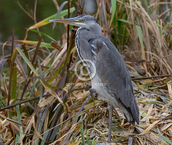 Grey Heron