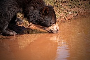 Andean Bear Having A Drink