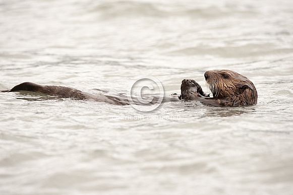 Wild Sea Otter in Alaska